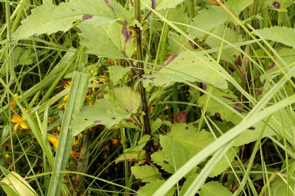 Scrophularia nodosa?